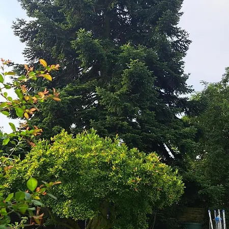 Lägenhet An Der Tanne Mit Ueberdachter Terrasse